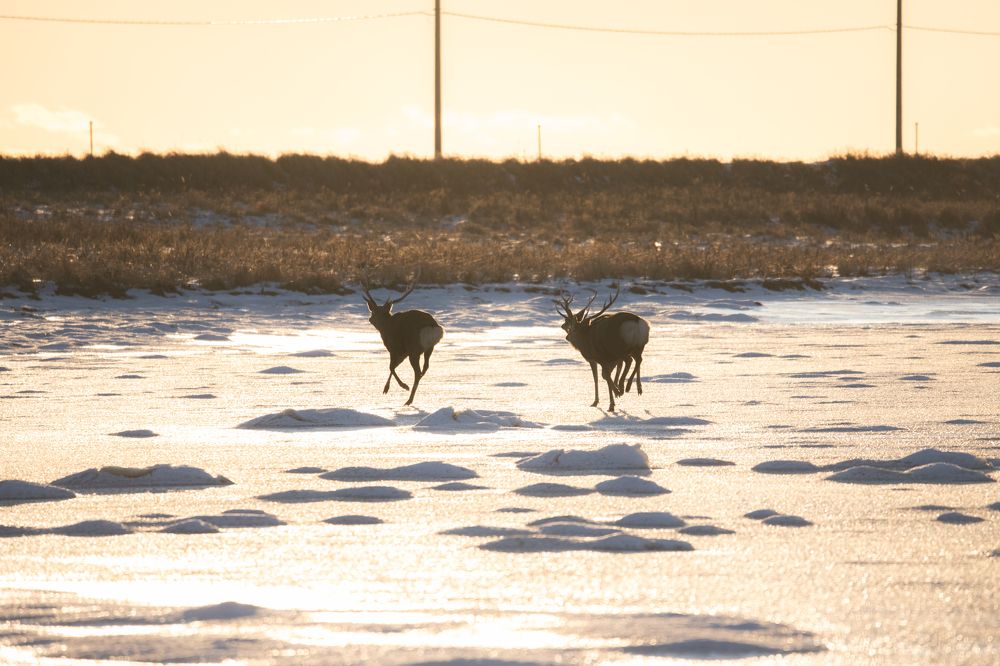 Photograph by Kaneko Atsushi