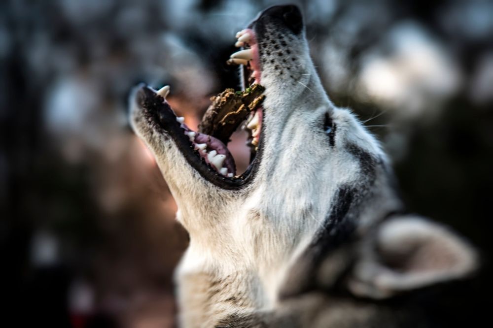 Photograph by Тим Бабурин