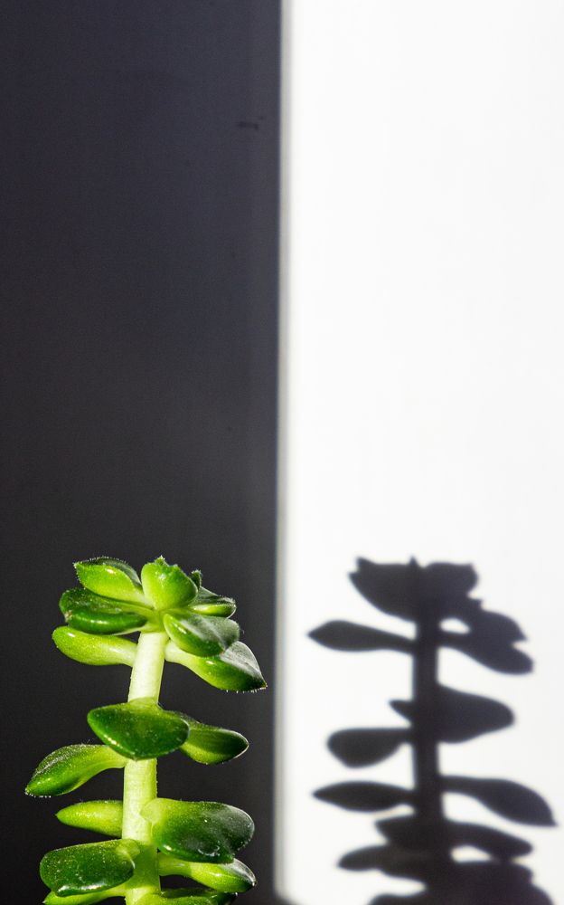 Фотография автора Екатерина Першина