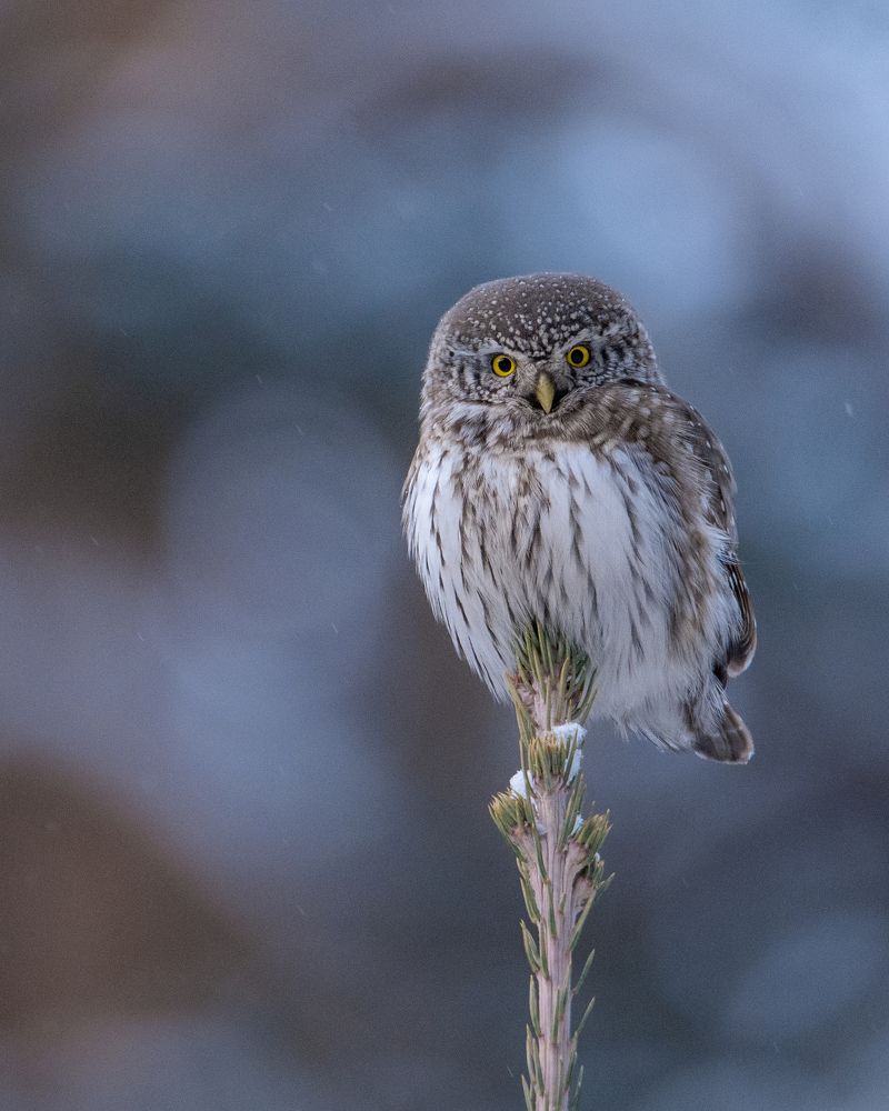 Photograph by Сергей Егоров