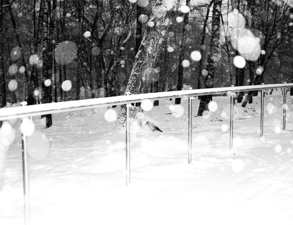 Фотография автора Боков Дмитрий