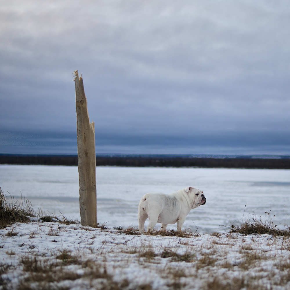 Фотография автора Вячеслав Аркадьевич Митрофанов
