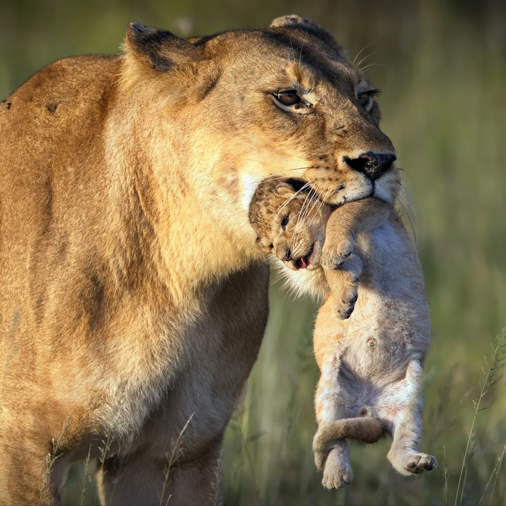Драгоценная ноша