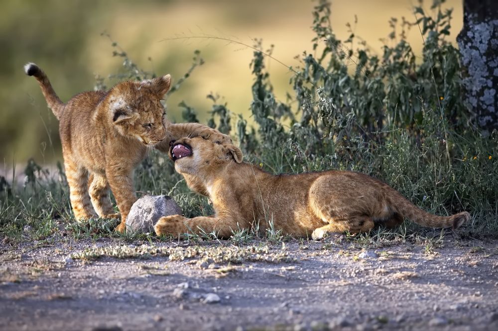 Не пора ли тебе к стоматологу?