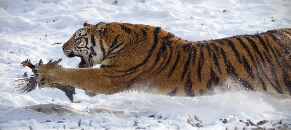 Низкий полет