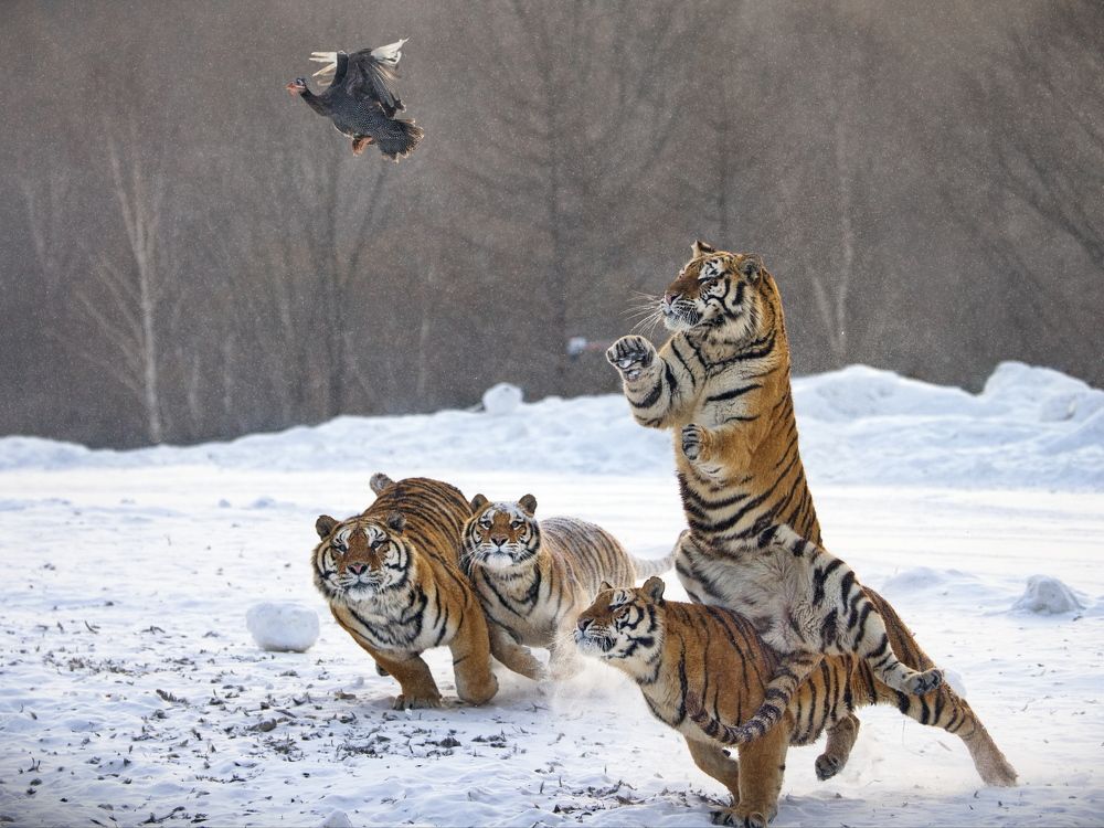 Последний полет