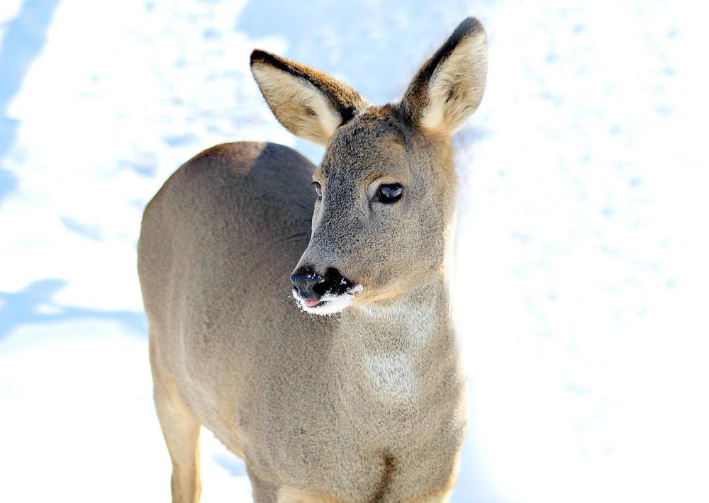 Косуля Европейская