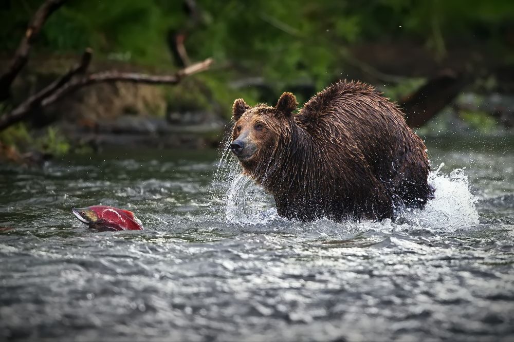 Погоня за рыбой