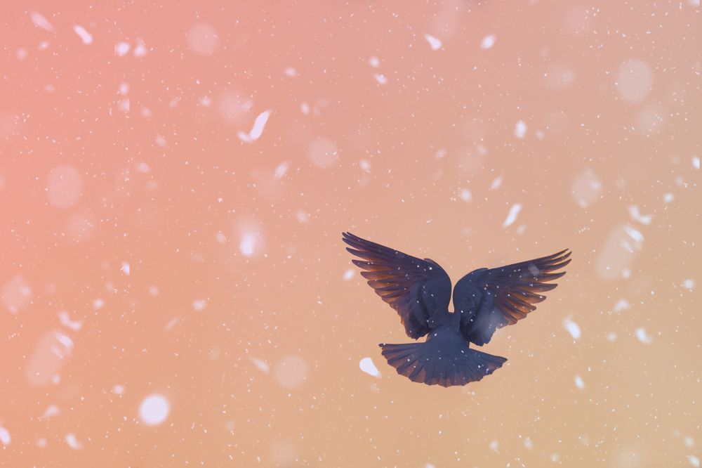 Photograph by Damian Kozik