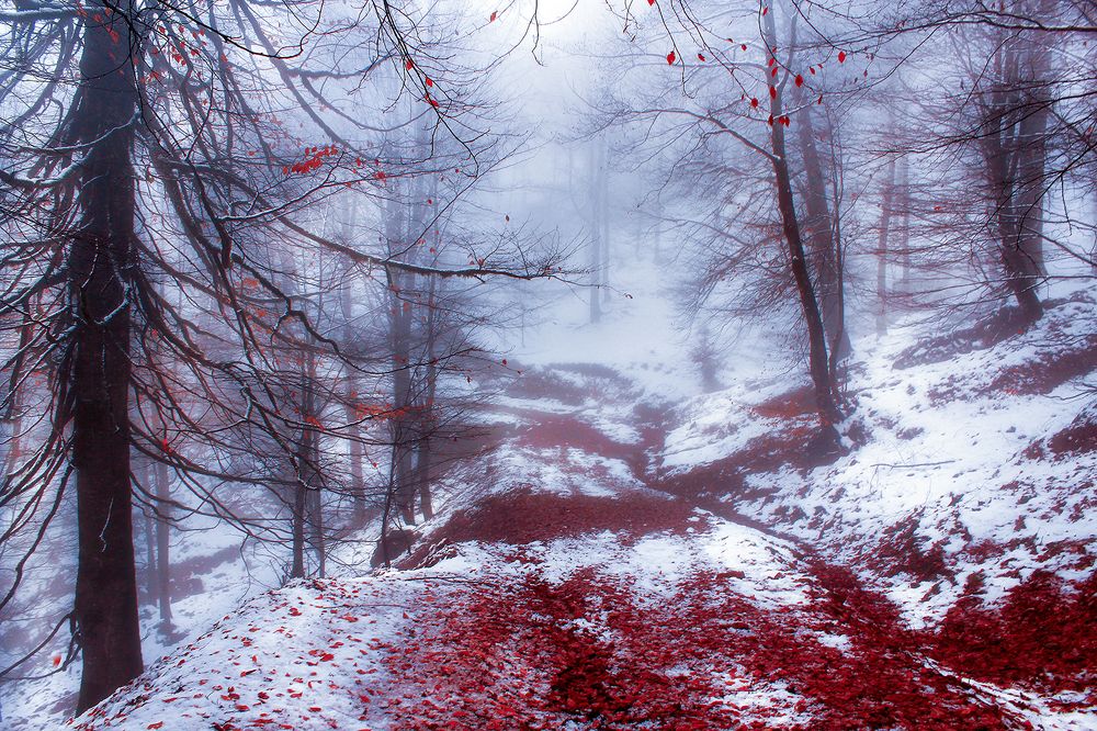 Photograph by hasan sorena jouri