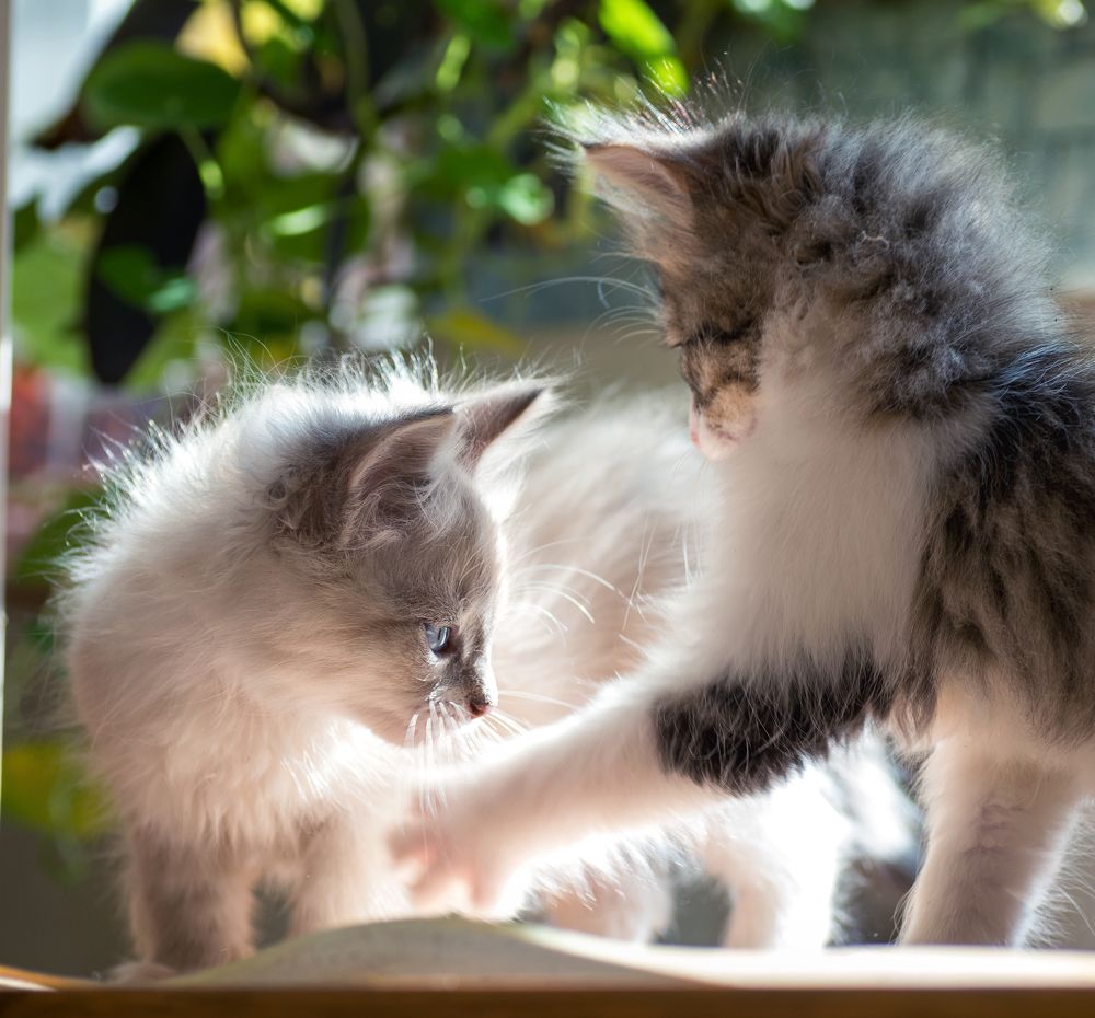 Фотография автора Ирина Сафонова