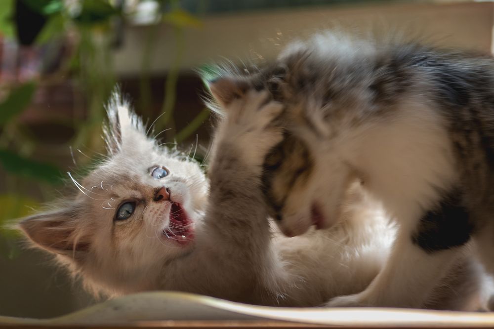 Фотография автора Ирина Сафонова