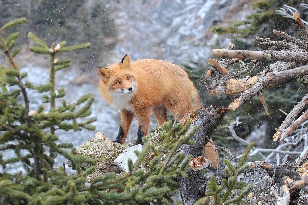 Photograph by Валерий Платонов