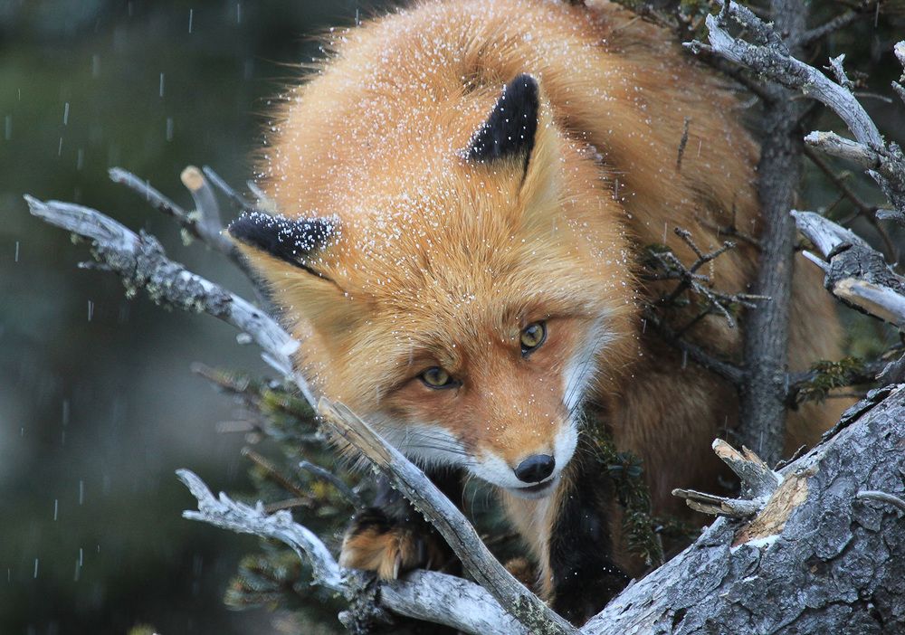 Photograph by Валерий Платонов