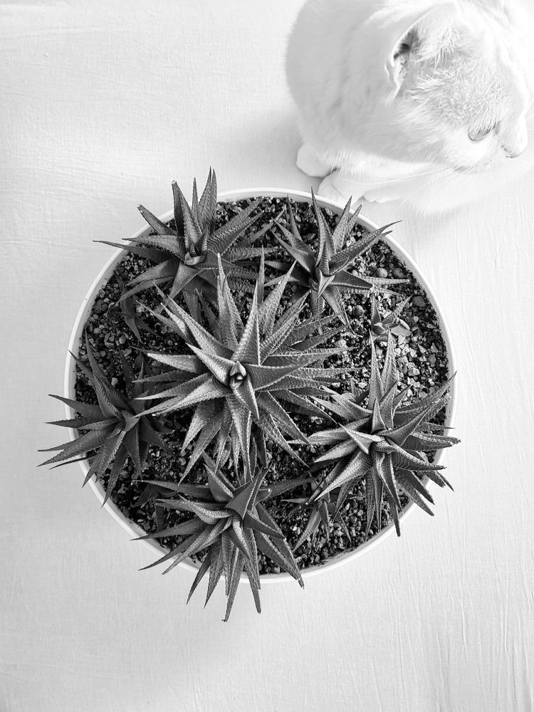 Photograph by Елизавета Соломатина