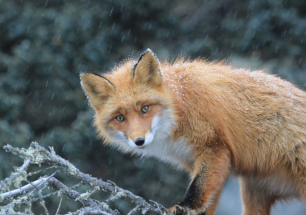 Photograph by Валерий Платонов