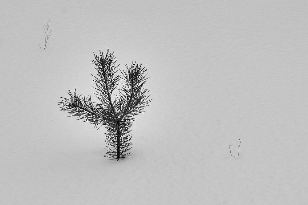 Photograph by Сергей Анисимов