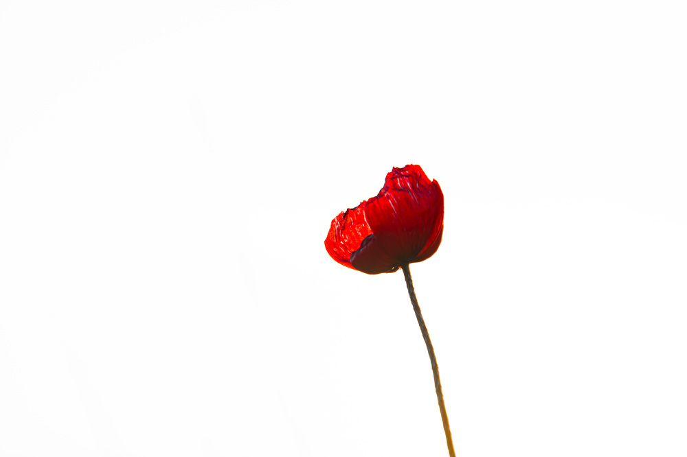 Photograph by Муза Латинская