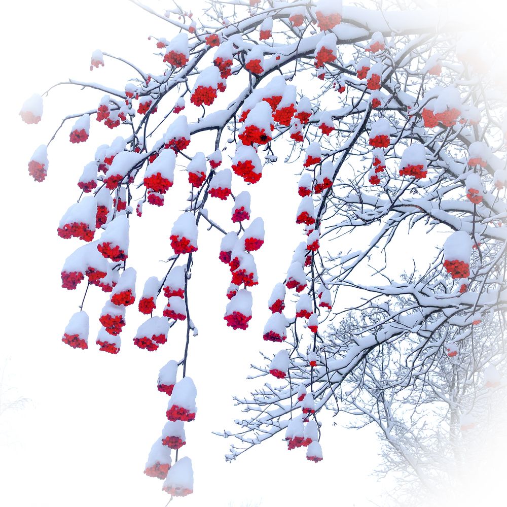 Photograph by Шутов Владимир