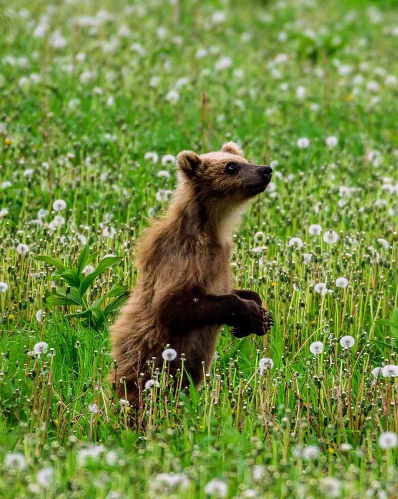 Медвежья семейка