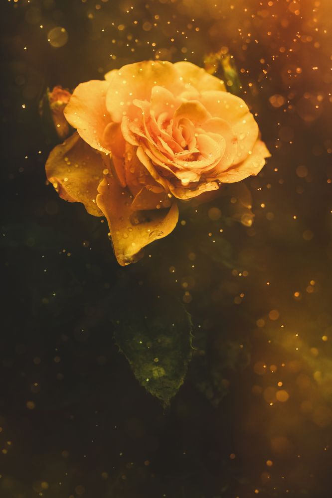 Photograph by Оксана Пономаренко