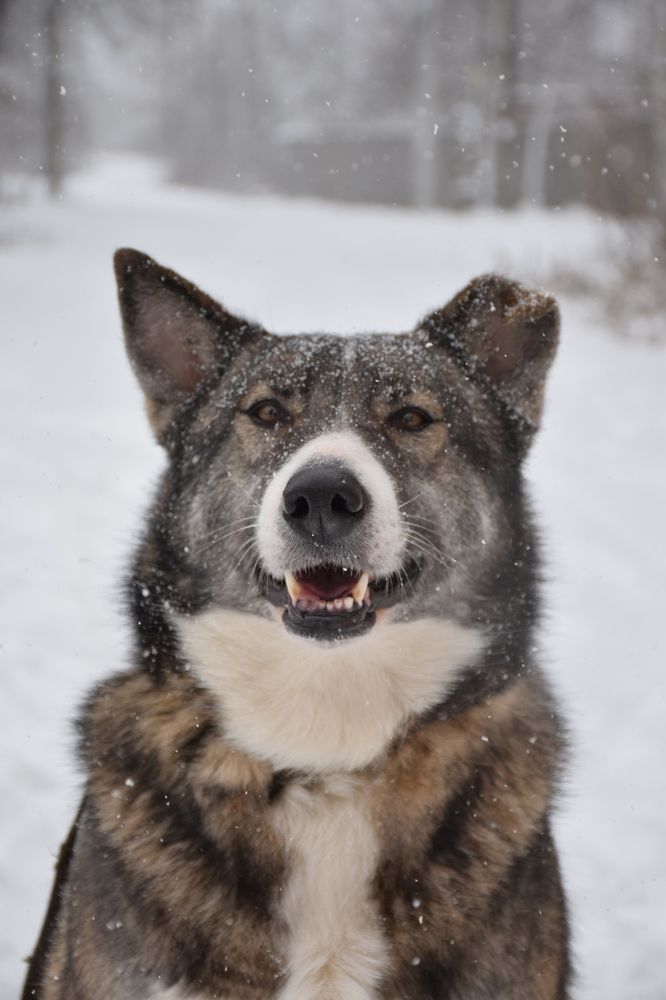 Собачье счастье