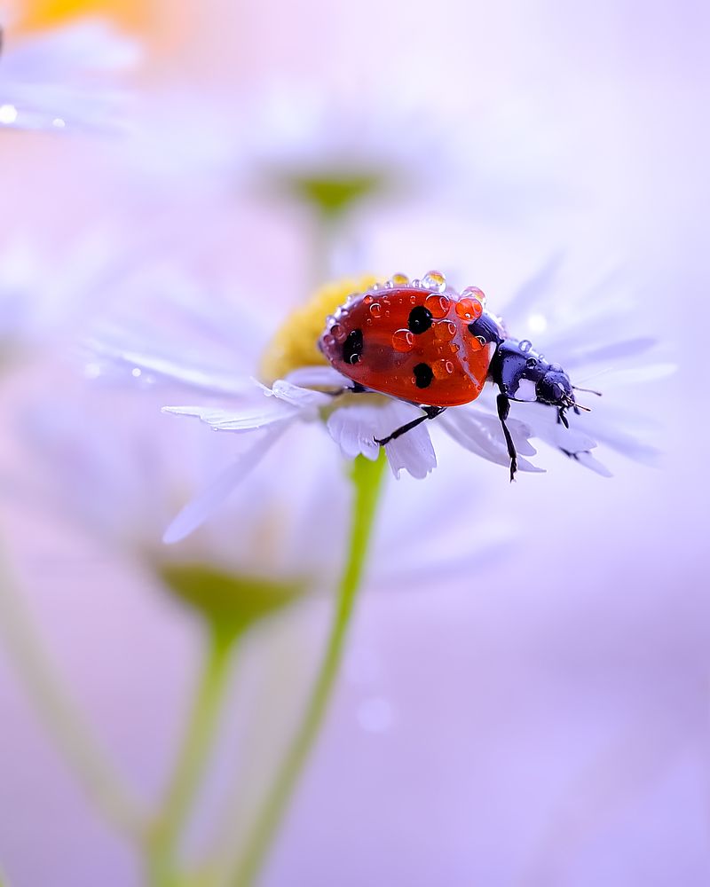 Божья коровка в капельках росы./ Ladybug with dewdrops.