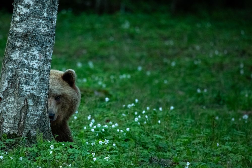 Photograph by Taavi Turvas