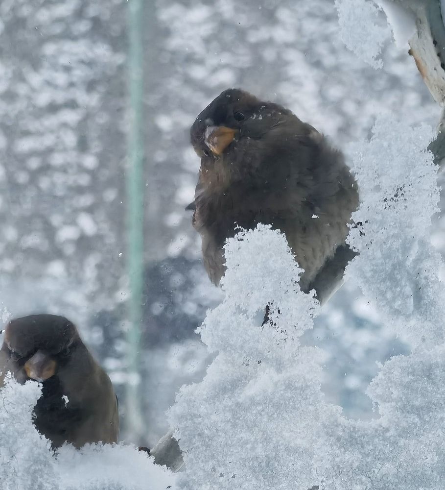 Нежданные гости