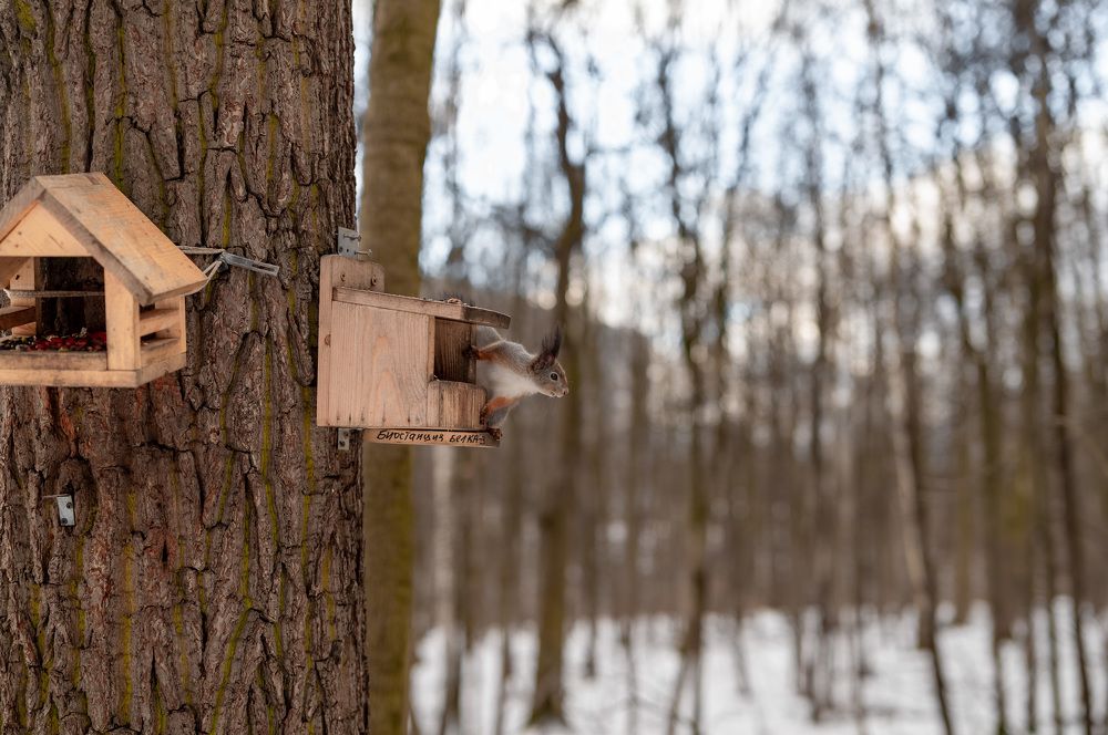 Photograph by Екатерина Каминская