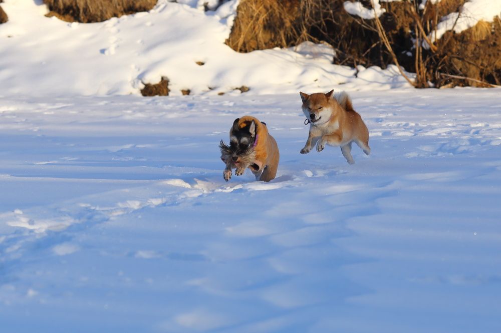 Я догоню тебя, Северный олень