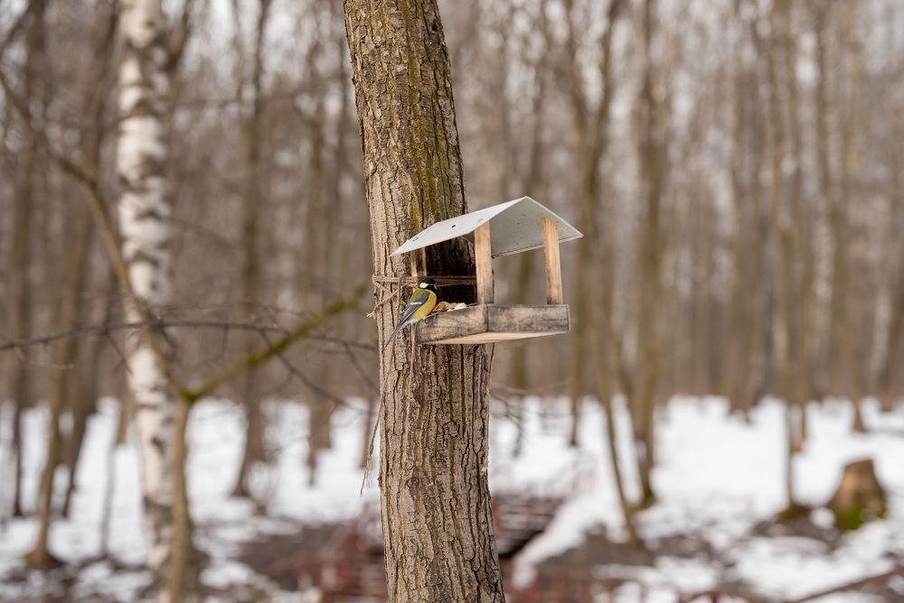 Photograph by Екатерина Каминская