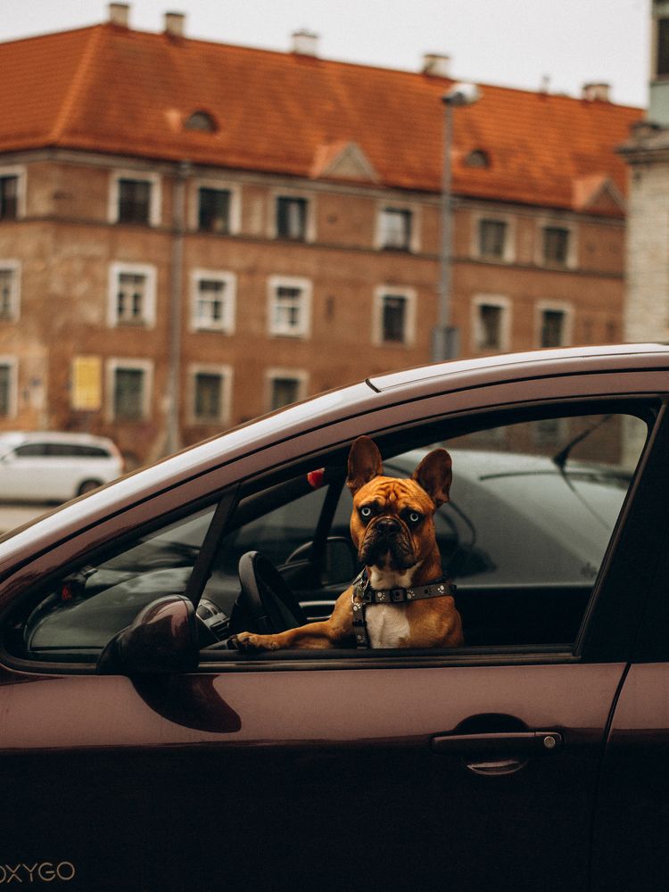 French bulldog behind the wheel.