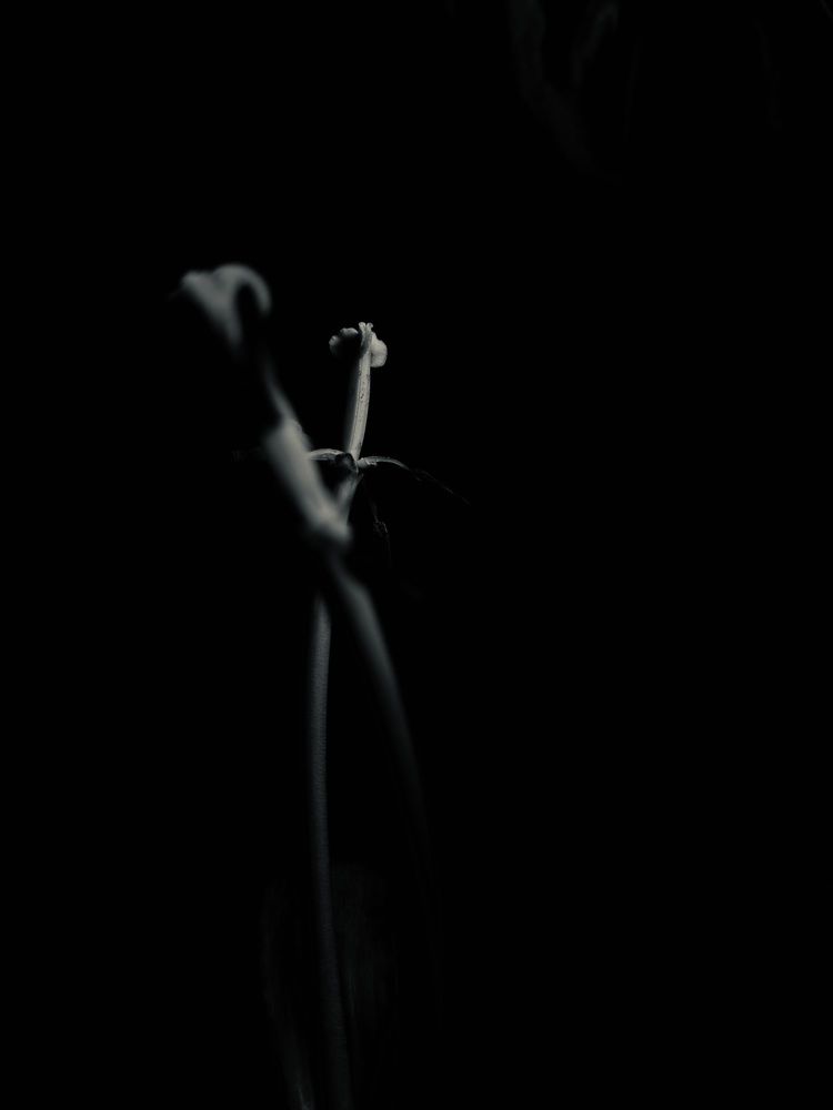 Photograph by Ольга Томашевич