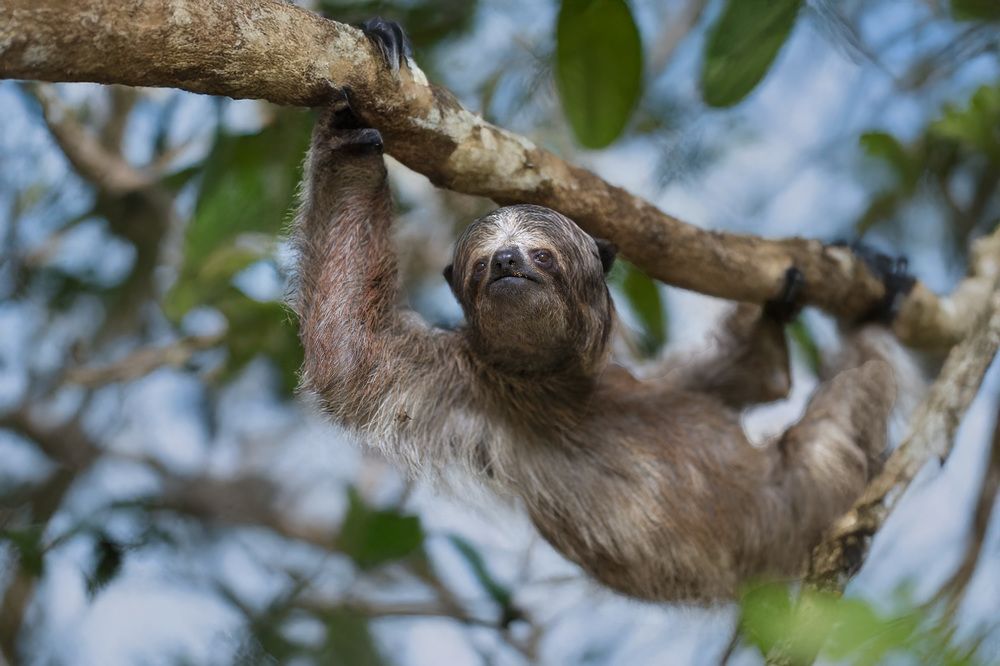 Фотография автора Clement Roy