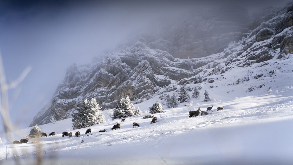 Фотография автора Laurancy Julien