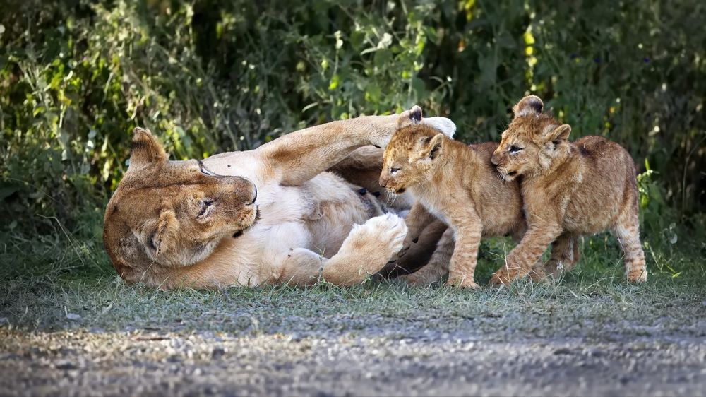 Материнская нежность