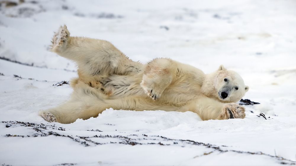 Давай подходи, поваляемся вместе!