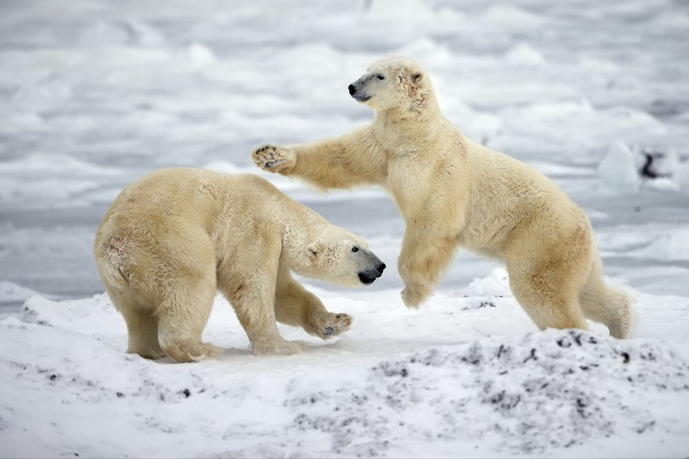 Отработка приемов вольной борьбы