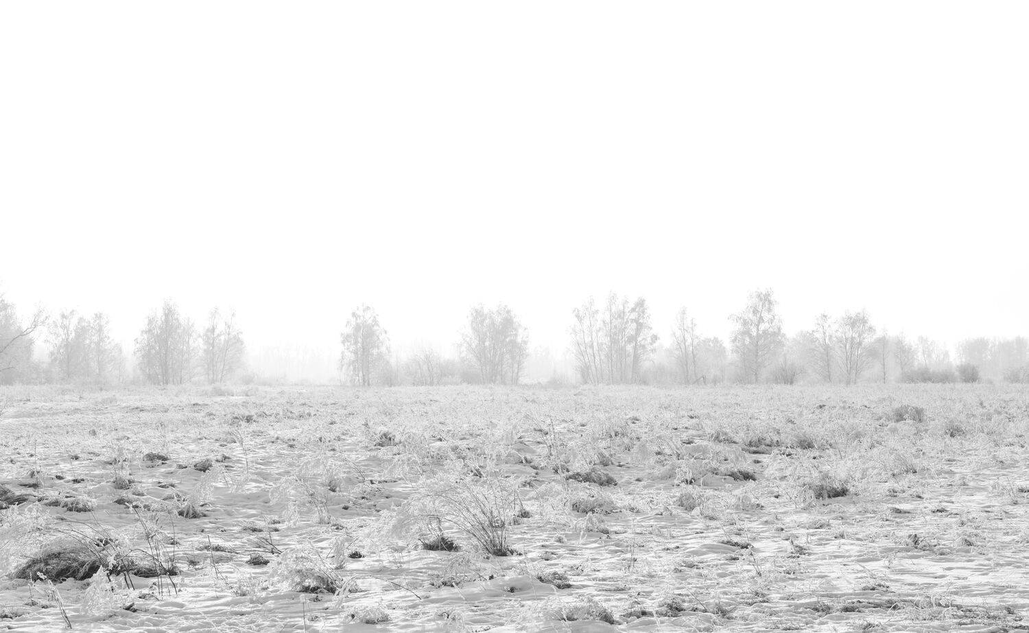 Photo #11687201