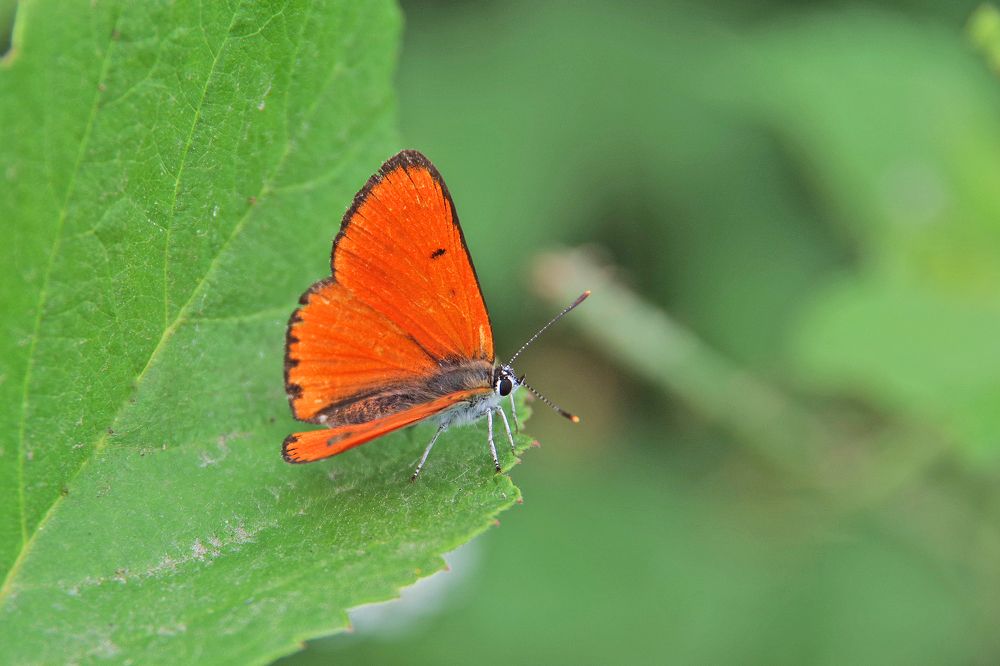 Photograph by Елена Щитова