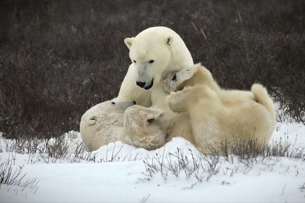 Тебе опять колыбельную спеть?