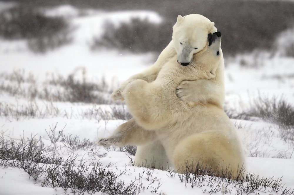 Утешить друга