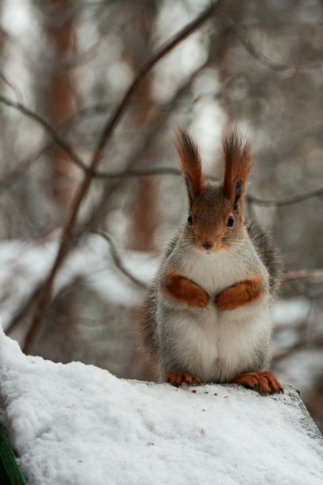 Photograph by Едынак Евгений