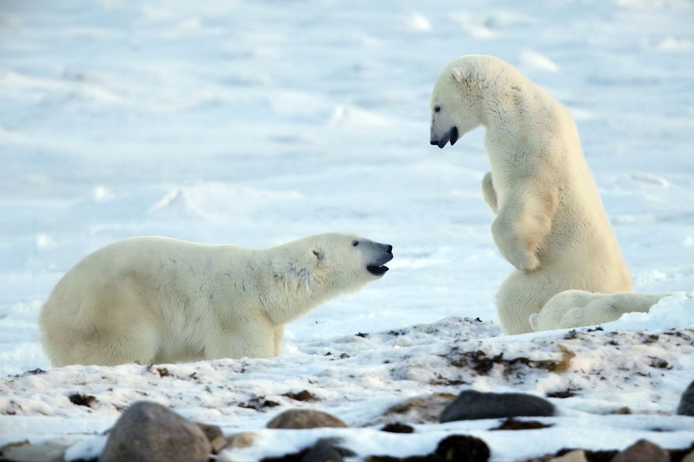 Где деньги, Зин?
