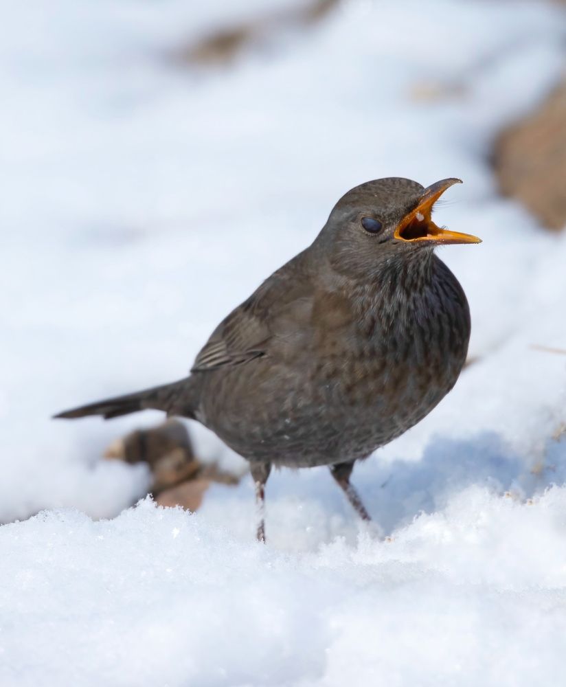 Фотография автора Hamidreza Saedi