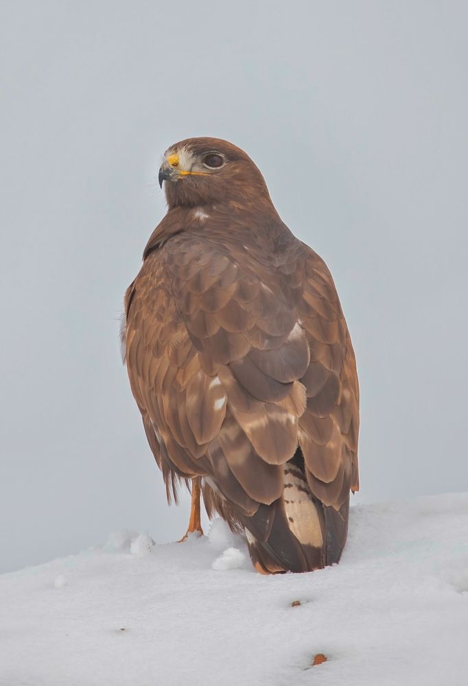 Фотография автора Hamidreza Saedi