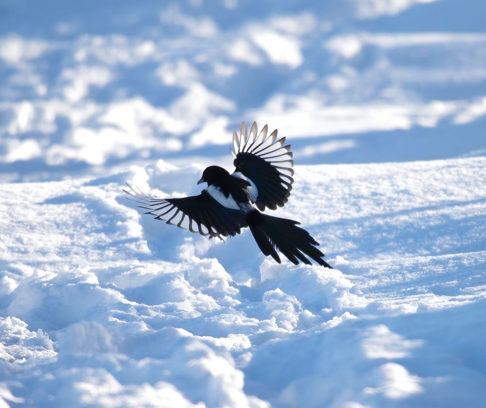 Фотография автора Hamidreza Saedi