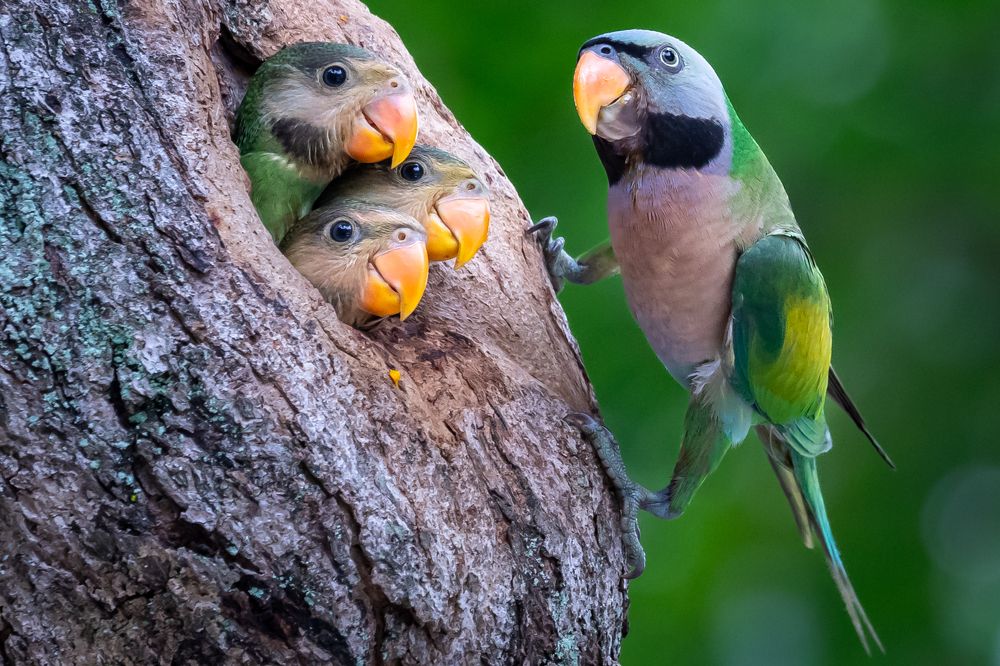 A nest is where the heart is