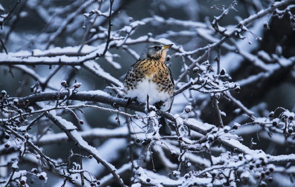 Photograph by Елизавета Цемко